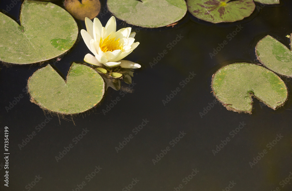 white lily flower in green leaves surroundings white lily flower in green leaves surroundings