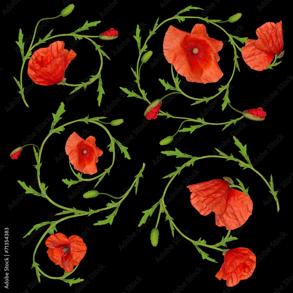 red poppy flower ornament elements collection on black