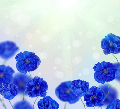 Fototapeta Naklejka Na Ścianę i Meble -  bright blue poppy flowers half frame
