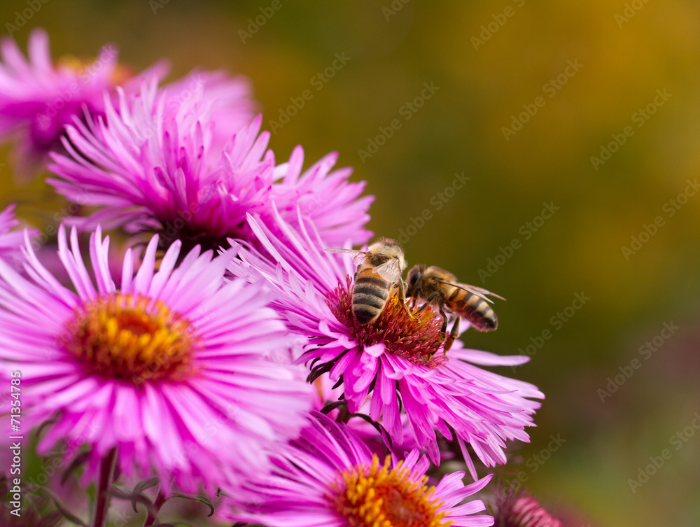 Bees on flower. Bees on flower.