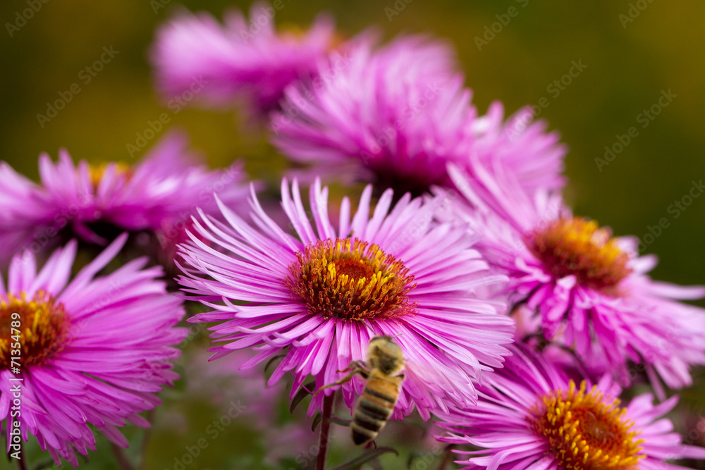 Obraz premium Bee on flower.