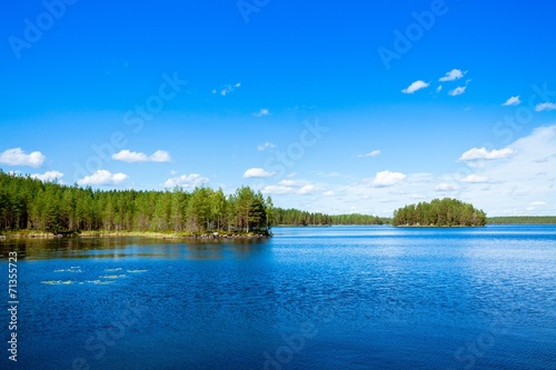 pine forest near the lake