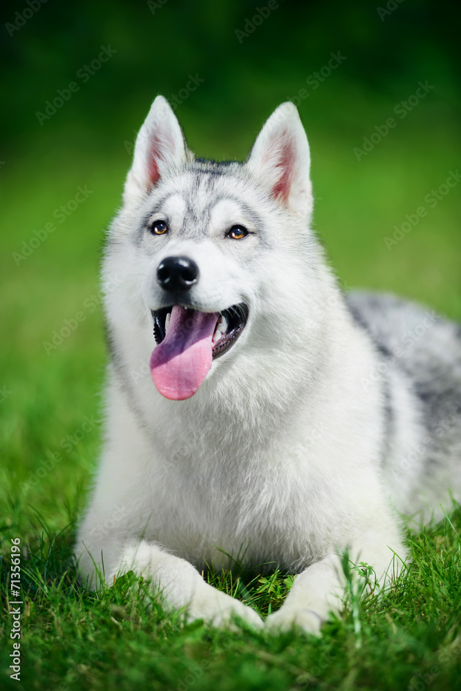 Cute siberian husky lying on green grass Cute siberian husky lying on green grass