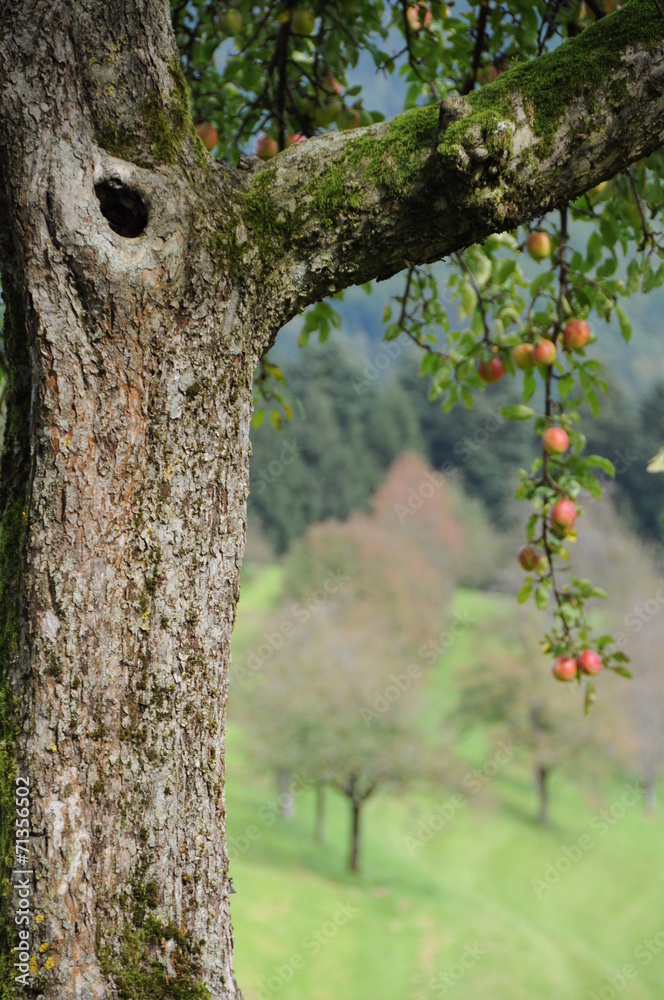 Obraz premium Apfelbaum