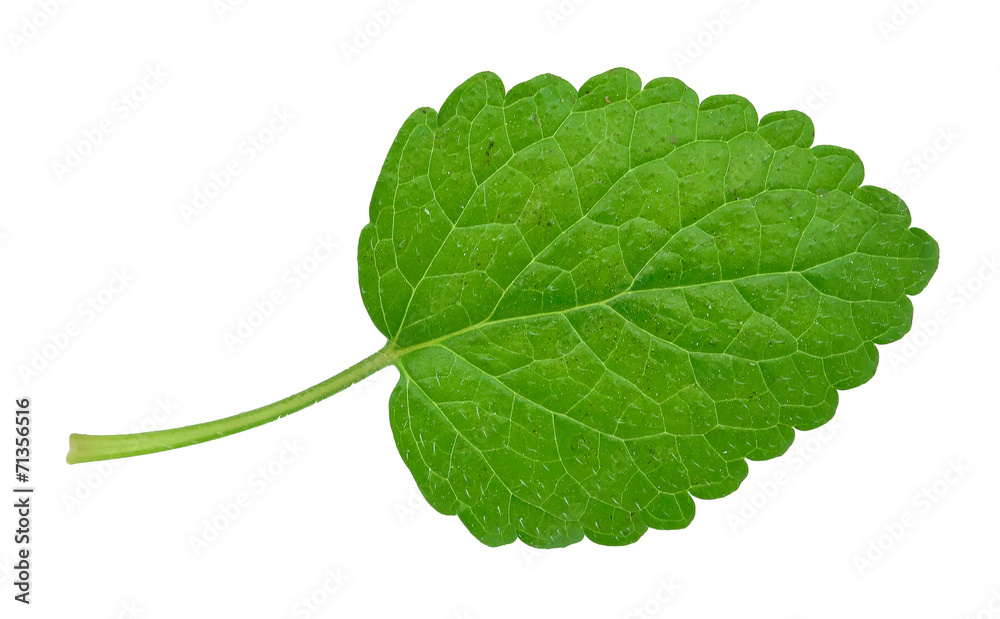 Obraz premium melissa