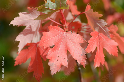 Maple tree with red leaves