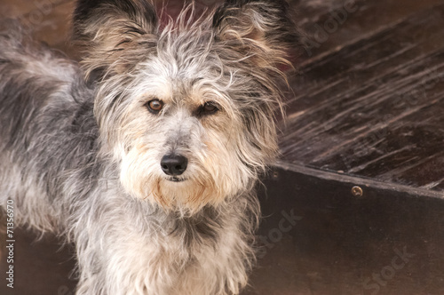Likeable shaggy stray dog on stone pavement