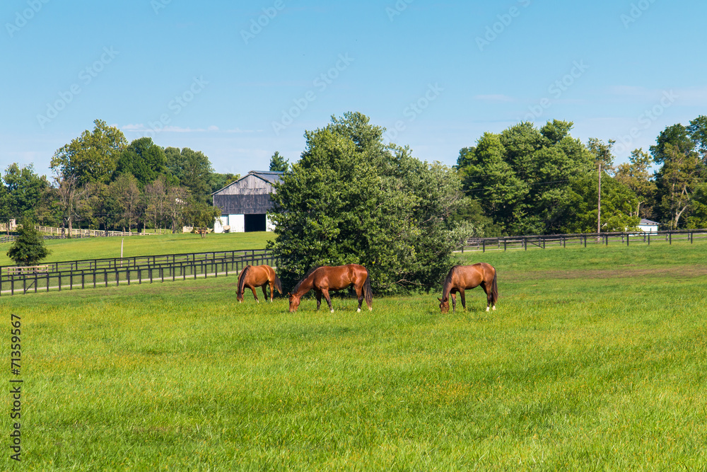 Obraz premium Green pastures of horse farms. Country summer landscape.