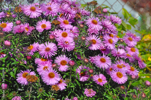  purple wild asters