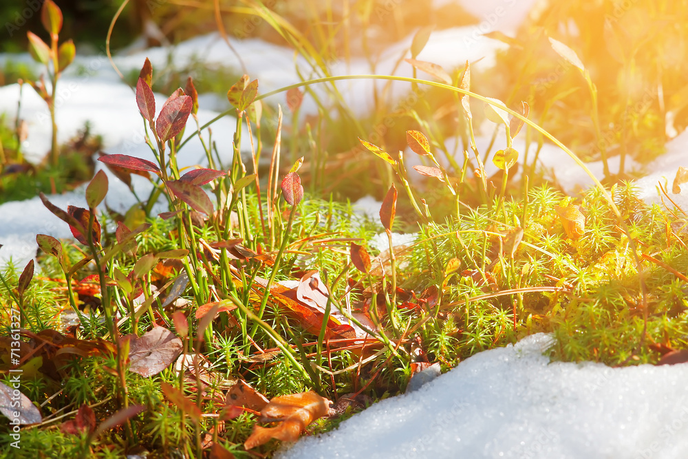 Naklejka premium sunlight is melting snow on the moss