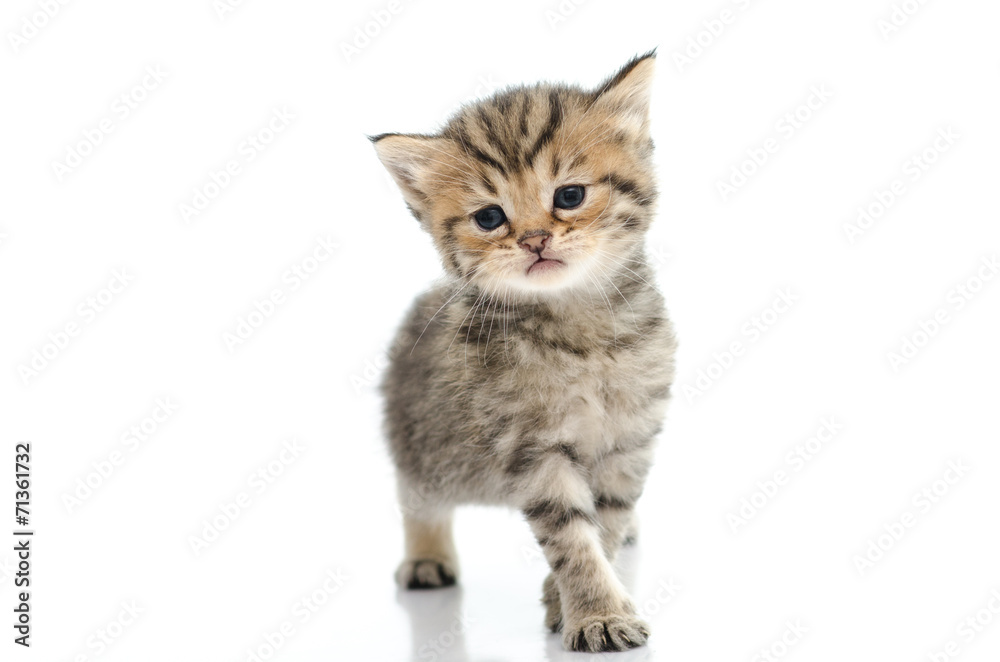 Obraz premium Cute tabby kitten on white background