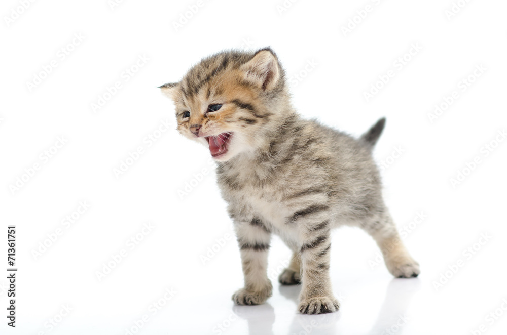 Obraz premium Cute tabby kitten on white background