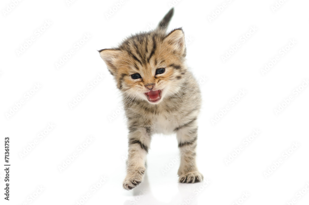 Obraz premium Cute tabby kitten on white background