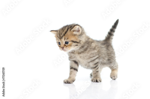 Cute tabby kitten on white background
