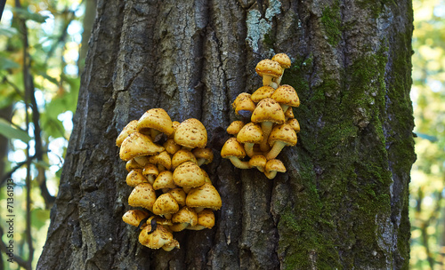 Mushrooms on a tree trunk in the forest.