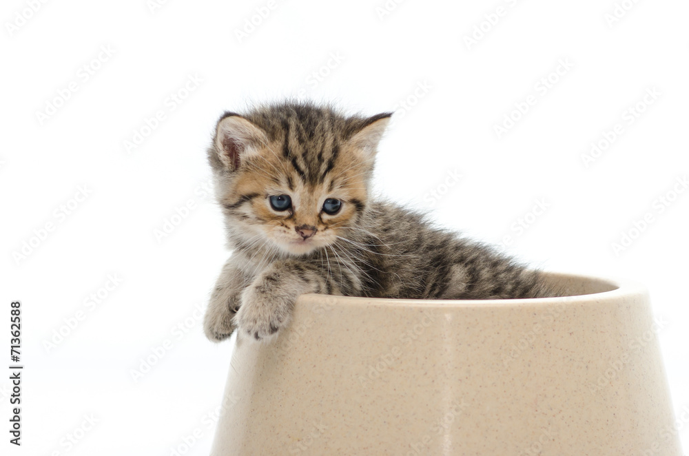 Cute tabby kitten in bowl on white back ground Cute tabby kitten in bowl on white back ground