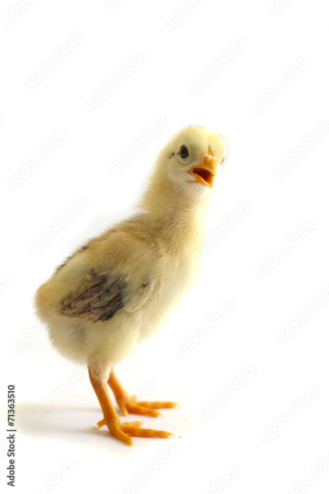 Angry looking chicken Angry looking chicken