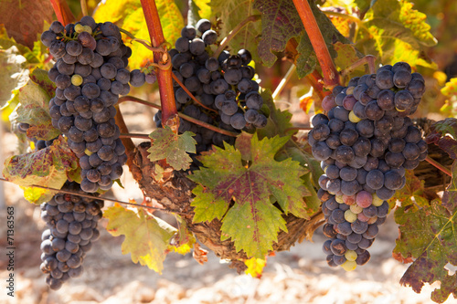 Rioja Tempranillo Grapes on the Vine photo