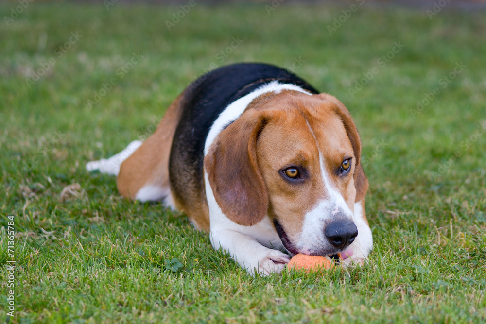 Beagle dog chewing tennis ball