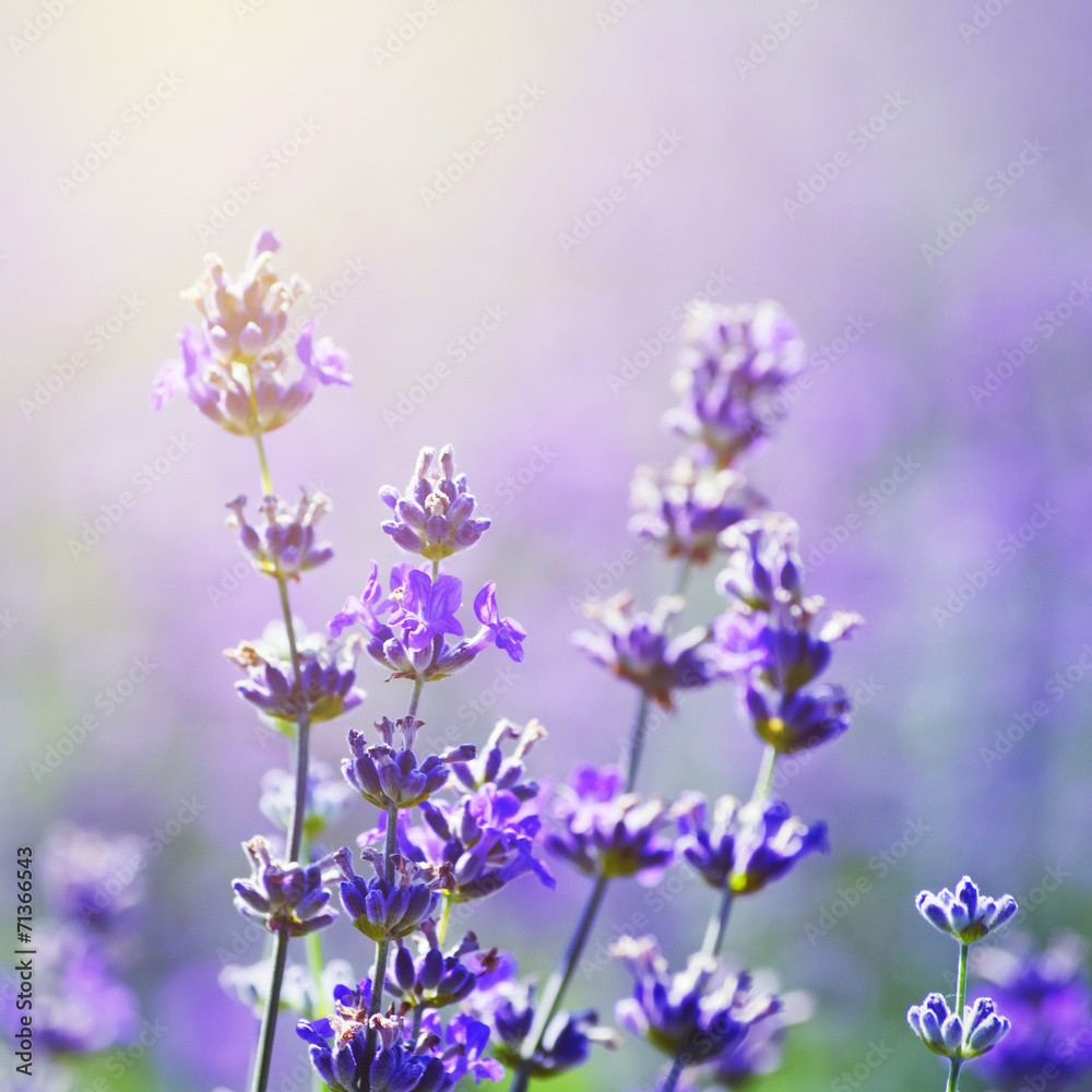 Obraz premium Lavender