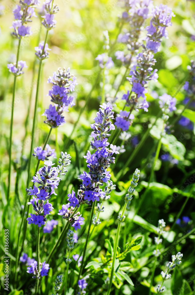 Lavender Lavender