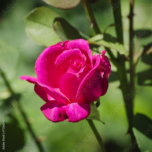 Rose Flower