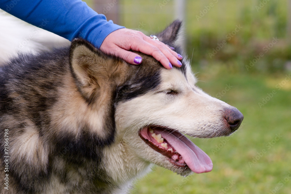 Malamute dog being stroked