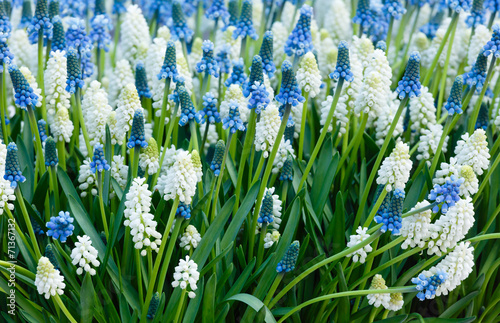 Flowers spring background photo