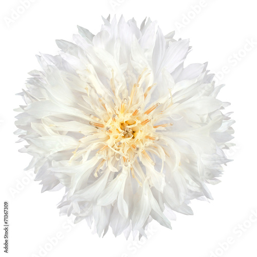 Wallpaper Mural White Cornflower Flower Isolated on White Background Torontodigital.ca
