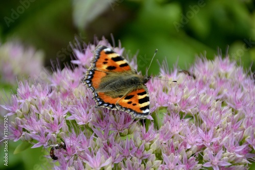 Small tortoiseshell butterfly and flower © louizaphoto