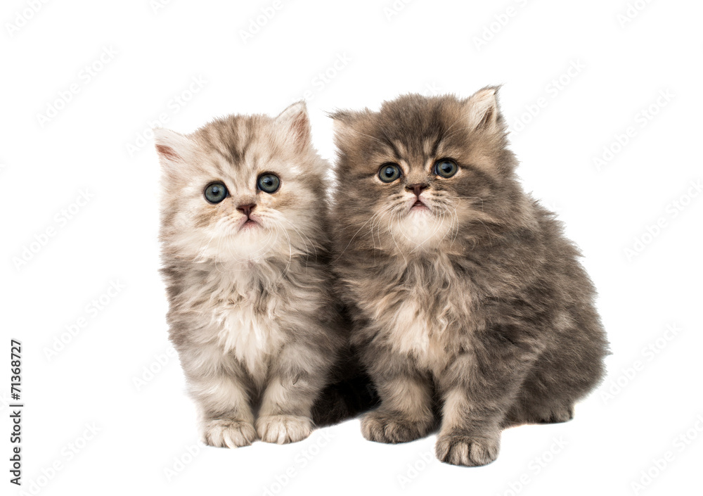 little fluffy kittens