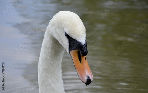 Wild swan portrait and water reflections