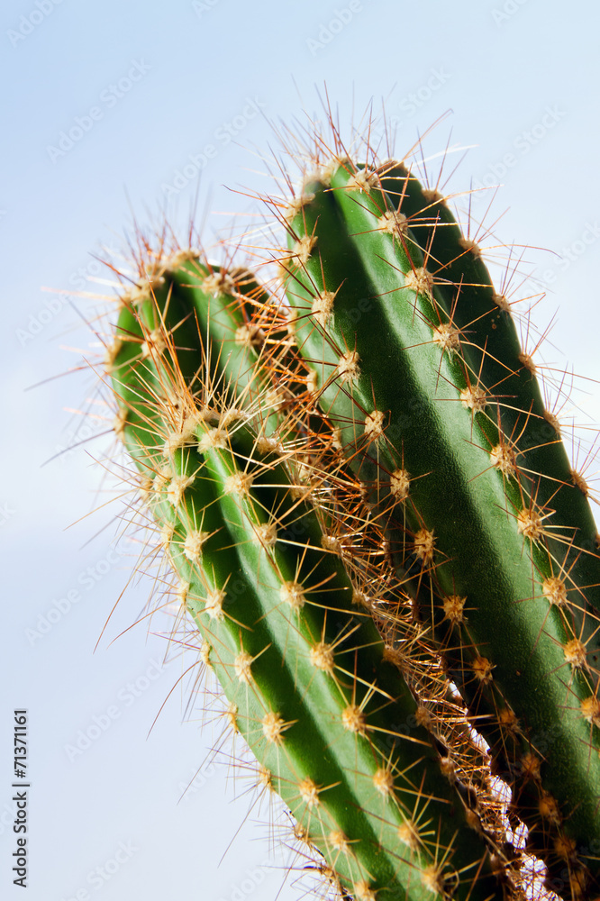 Naklejka premium Cactus plant