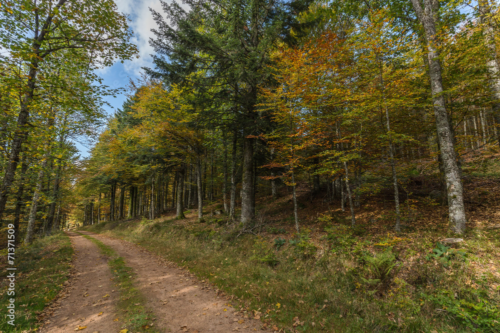 Fototapeta premium chemin de forêt en automne