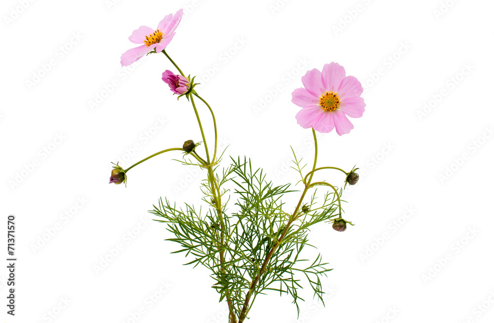 Cosmos Flower isolated Cosmos Flower isolated