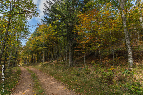 chemin de forêt en automne