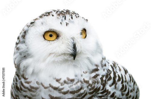 snowy owl