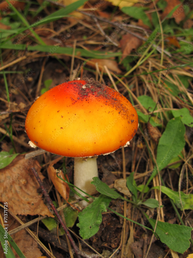 Fly agaric (Amanita muscaria) mushroom in the autumn forest Fly agaric (Amanita muscaria) mushroom in the autumn forest