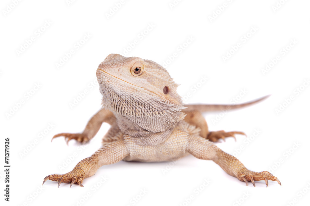 Obraz premium Central Bearded Dragon on white background