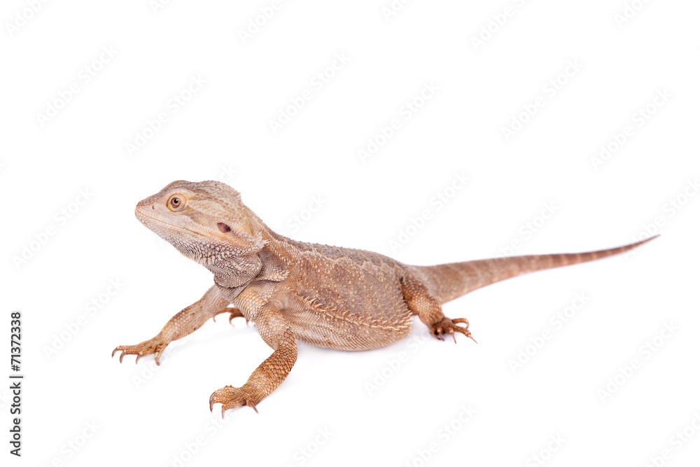 Naklejka premium Central Bearded Dragon on white background