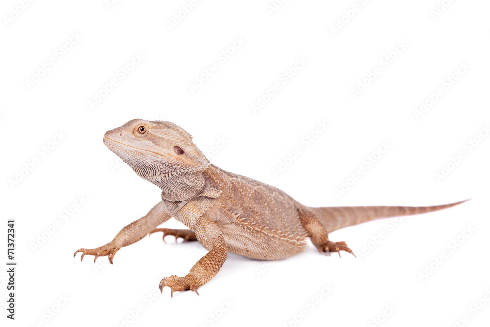 Obraz premium Central Bearded Dragon on white background