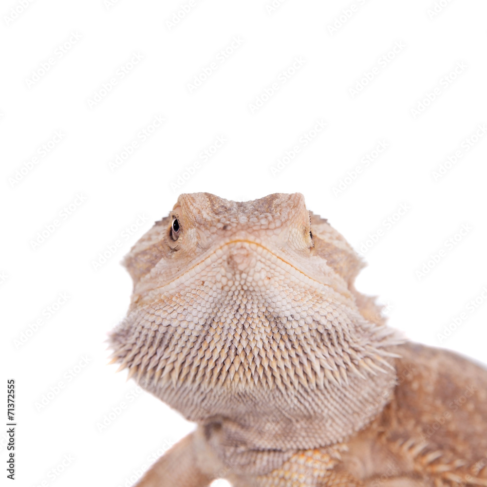 Obraz premium Central Bearded Dragon on white background