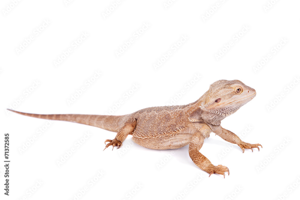 Fototapeta premium Central Bearded Dragon on white background
