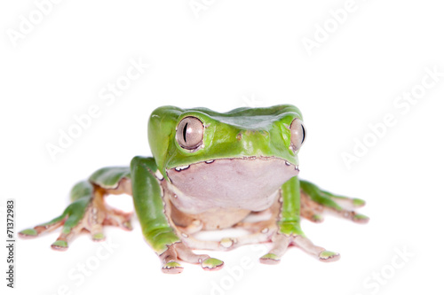 Giant leaf frog on white background