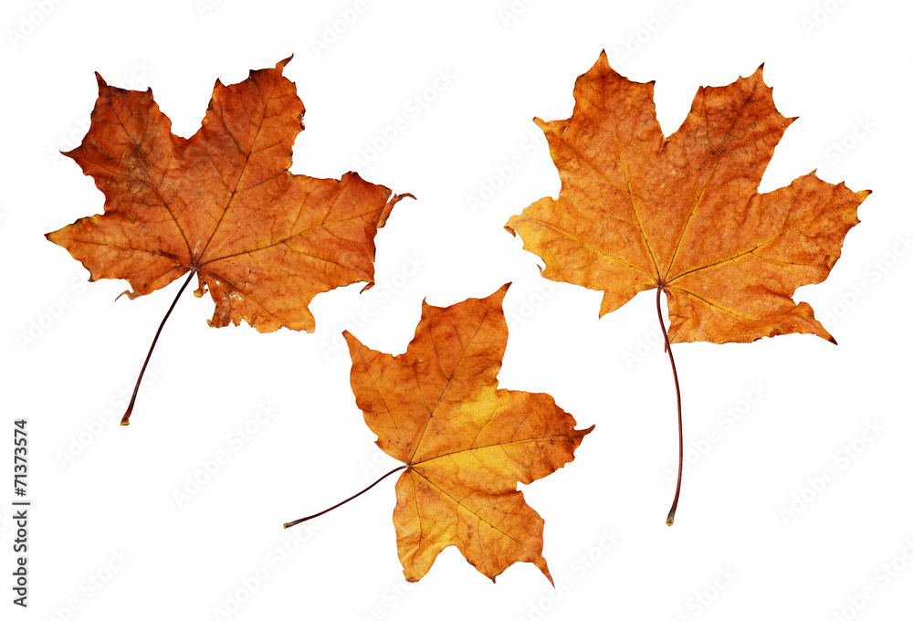 Obraz premium Autumn maple leaves