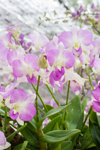 Beautiful orchid  Phalaenopsis 