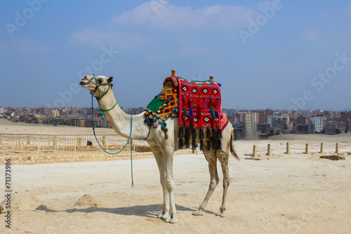 Camel with colorful horsecloth. Giza. Egypt photo