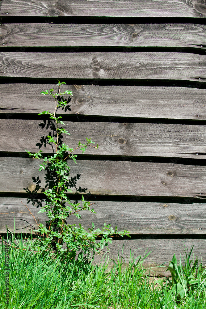 Old wooden wall with plant Old wooden wall with plant