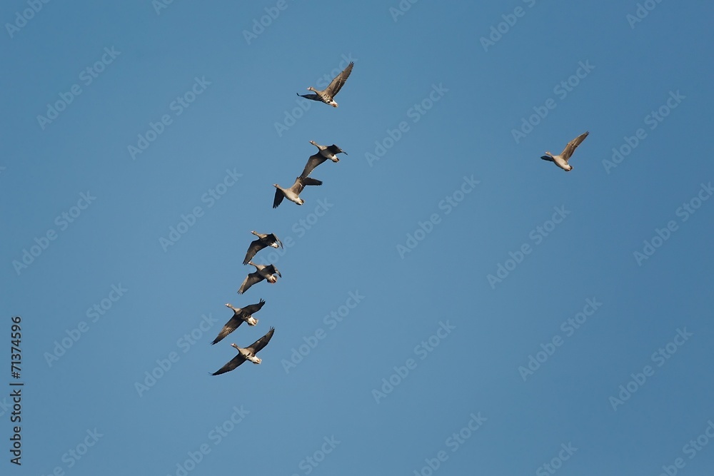 Obraz premium Geese Flying