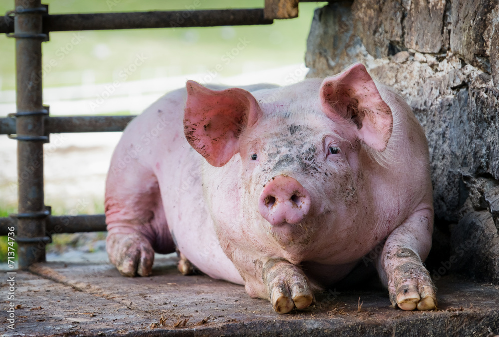 piglet piglet